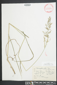 Calamagrostis porteri image