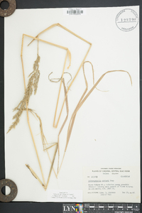 Calamagrostis porteri image