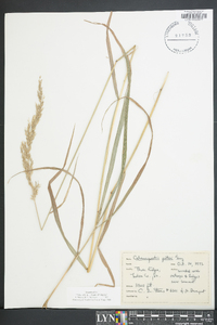 Calamagrostis porteri image