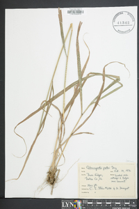 Calamagrostis porteri image