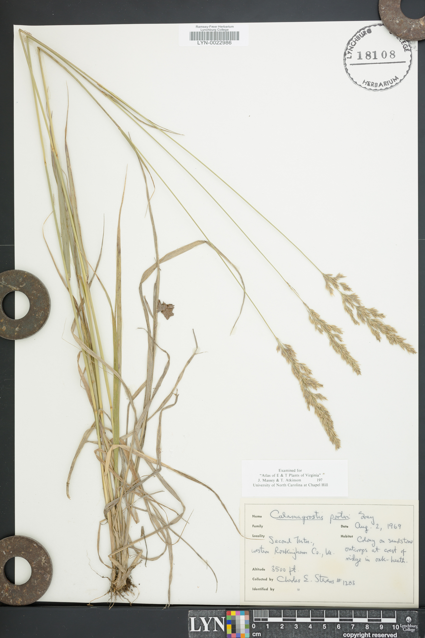 Calamagrostis porteri image