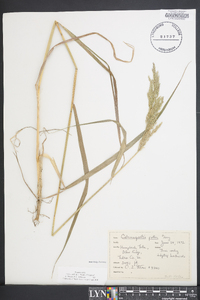 Calamagrostis porteri image