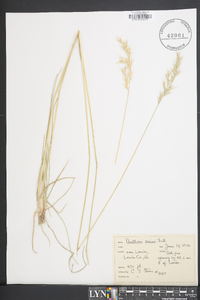 Danthonia sericea image