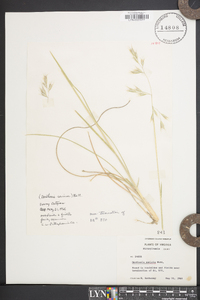 Danthonia sericea image