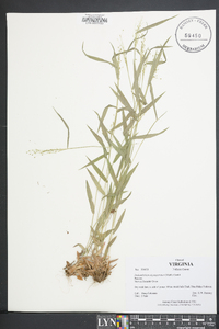 Dichanthelium depauperatum image