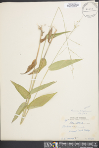 Dichanthelium latifolium image