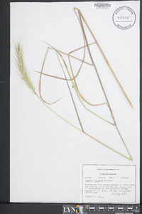 Elymus riparius image