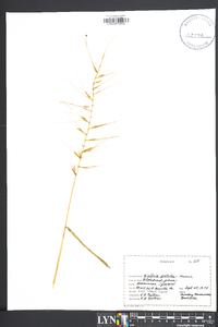 Elymus hystrix image