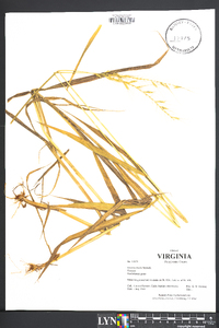 Elymus hystrix image