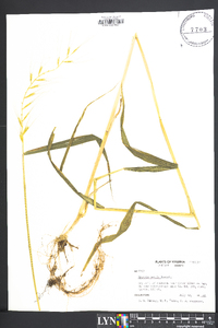 Elymus hystrix image