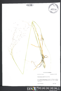 Muhlenbergia capillaris image