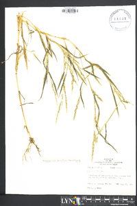 Muhlenbergia frondosa image