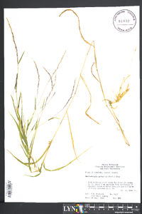 Muhlenbergia sobolifera image