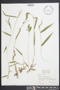 Dichanthelium dichotomum var. ramulosum image