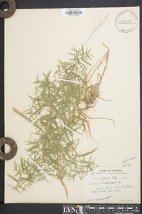 Dichanthelium dichotomum var. ramulosum image