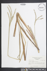 Paspalum floridanum image