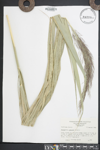 Phragmites australis image