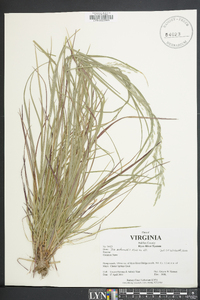 Poa autumnalis image