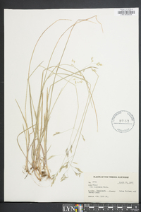 Poa cuspidata image