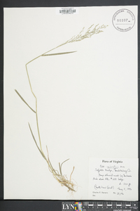 Poa sylvestris image