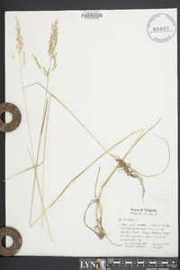 Poa trivialis image