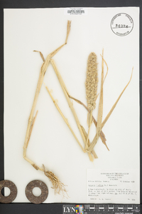 Setaria italica image