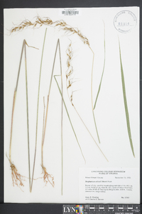 Sorghastrum elliottii image