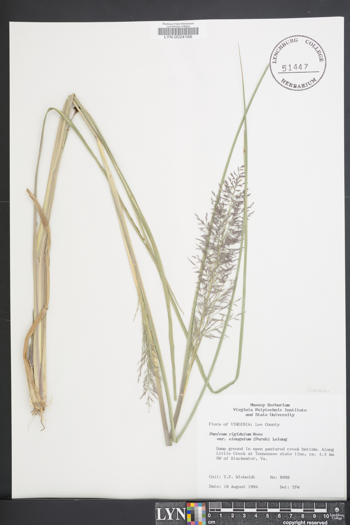 Coleataenia stipitata image