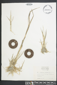 Spartina alterniflora image