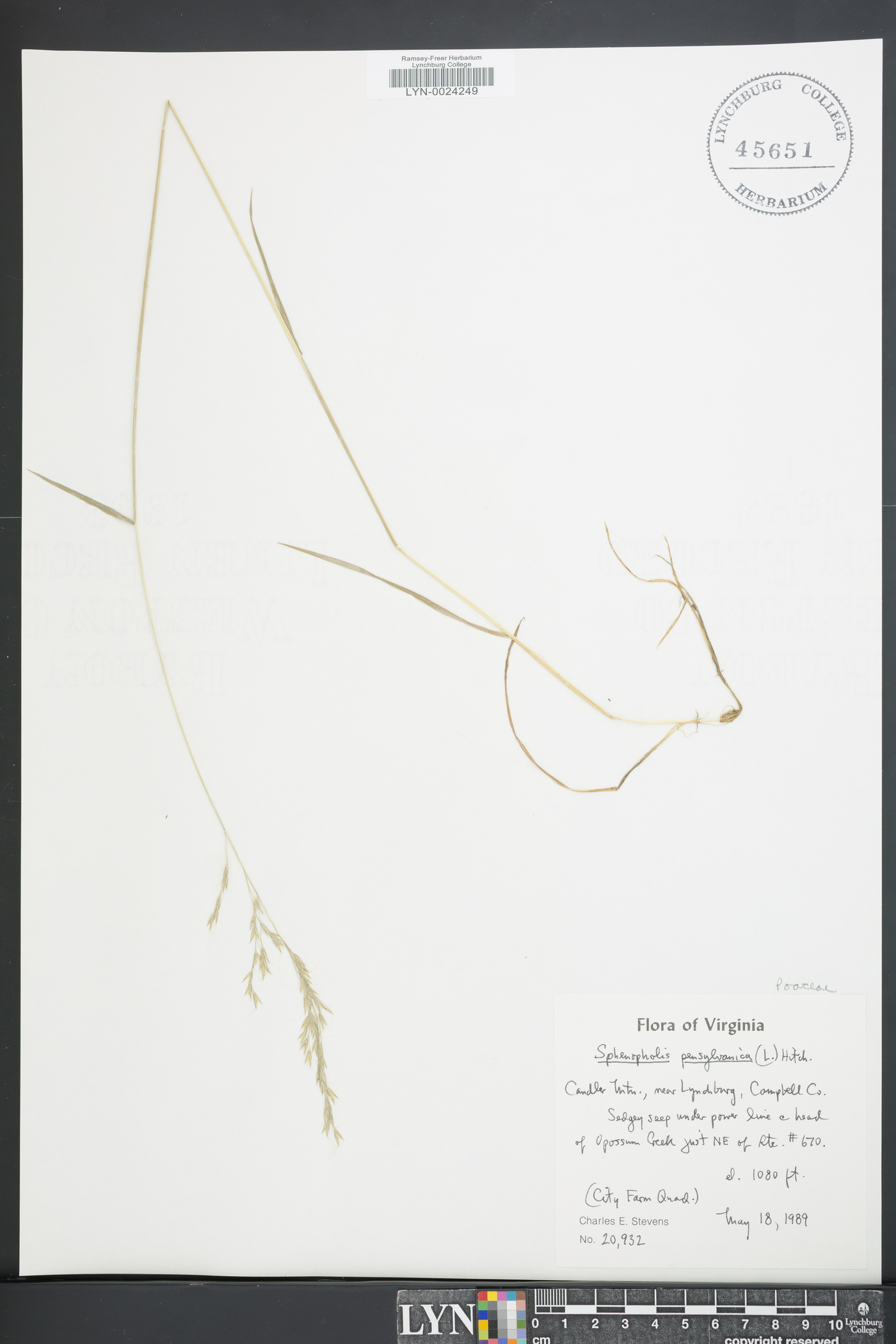 Sphenopholis pensylvanica image