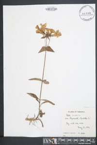 Phlox ovata image