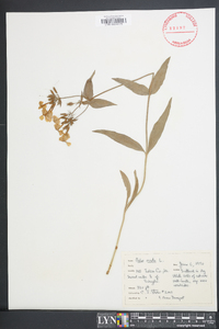 Phlox ovata image