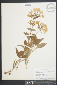 Phlox ovata image