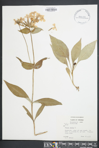 Phlox ovata image