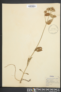 Phlox ovata image