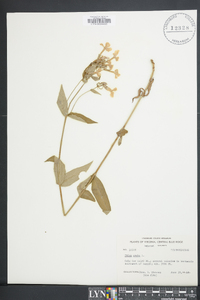 Phlox ovata image