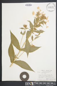 Phlox paniculata image