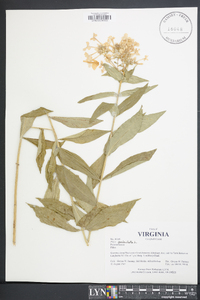 Phlox paniculata image