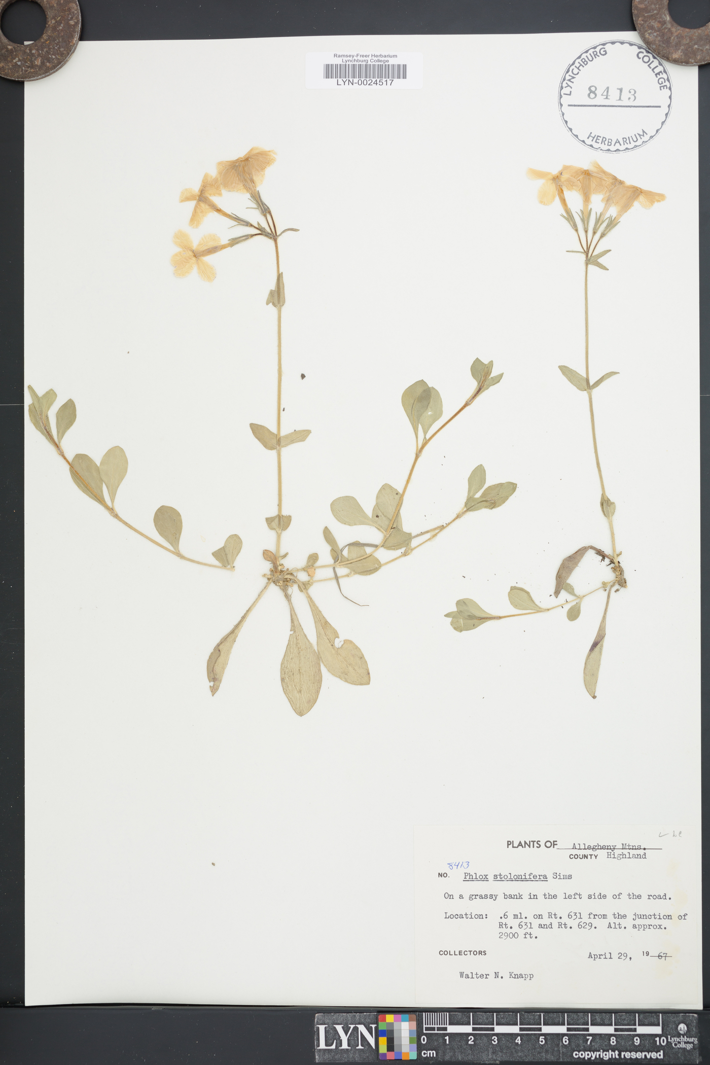 Phlox stolonifera image