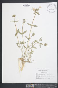 Phlox stolonifera image