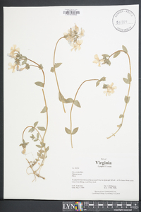 Phlox stolonifera image