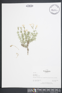 Phlox subulata image