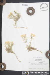 Phlox subulata image