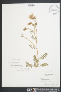 Polemonium reptans image