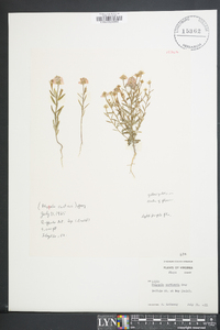 Polygala curtissii image