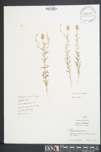 Polygala curtissii image