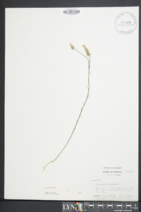 Polygala incarnata image