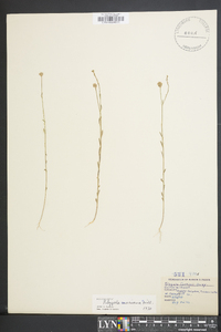 Polygala mariana image