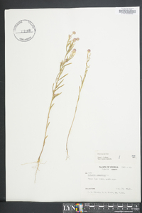 Polygala sanguinea image