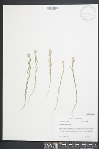 Polygala sanguinea image